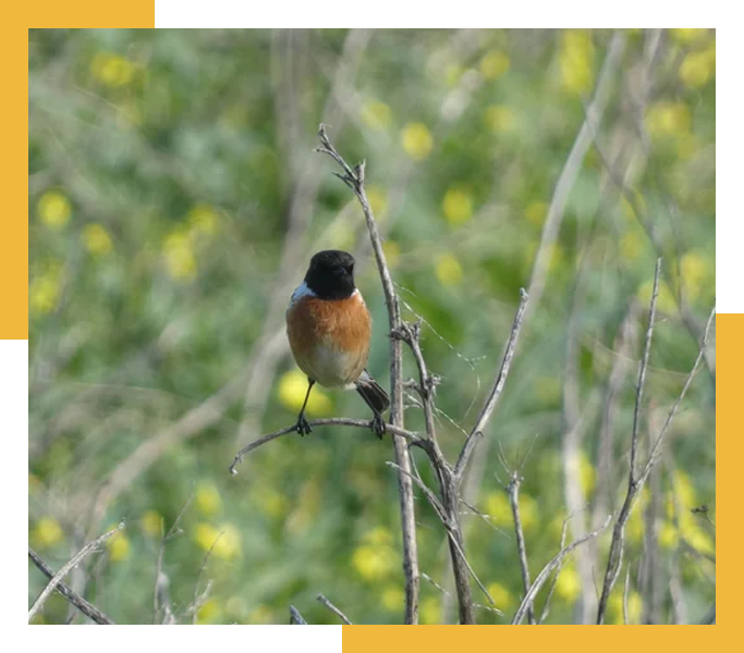 IMG_H_BIRD_W_F